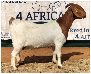 1X BOER GOAT DOE CR BOTHA BOERBOKSTOET