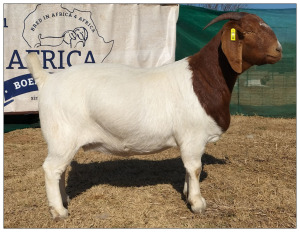 1X BOER GOAT DOE CR BOTHA BOERBOKSTOET