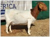 1X BOER GOAT DOE CR BOTHA BOERBOKSTOET