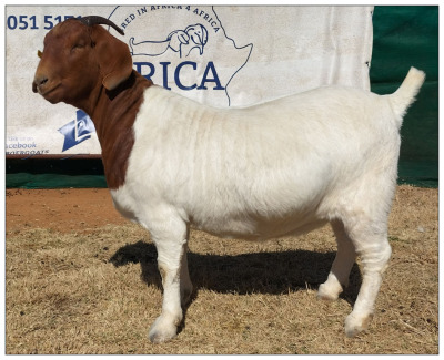 1X BOER GOAT DOE CR BOTHA BOERBOKSTOET