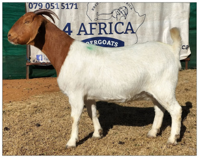 1X BOER GOAT DOE CR BOTHA BOERBOKSTOET