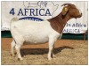 1X BOER GOAT DOE CR BOTHA BOERBOKSTOET