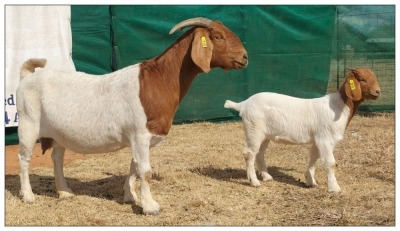 1+1X BOER GOAT DOE +KID CR BOTHA BOERBOKSTOET