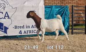 1X BOER GOAT DOE BIETJIE BERG BOERBOKKE