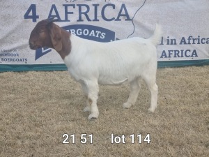 1X BOER GOAT DOE BIETJIE BERG BOERBOKKE