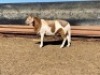 1X MEATMASTER RAM GHM COMPION