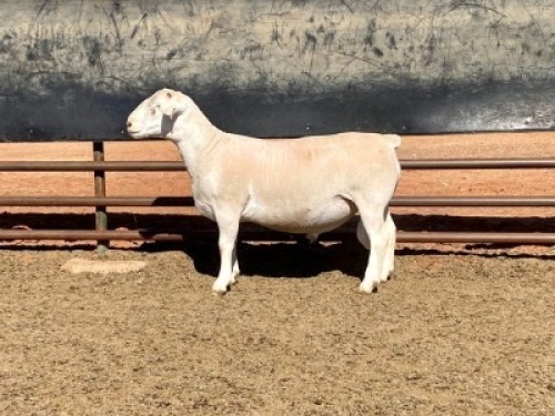 1X WIT DORPER RAM MARTIN COMPION