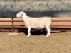 1X WIT DORPER RAM MARTIN COMPION