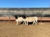 5X DORPER OOI/EWE MARTIN COMPION (Pay per animal to take all)