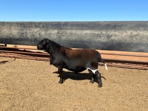 1X MEATMASTER RAM GHM COMPION (Pay per animal to take all)