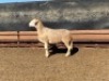1X MEATMASTER OOI/EWE GHM COMPION