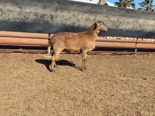 1X MEATMASTER OOI/EWE GHM COMPION
