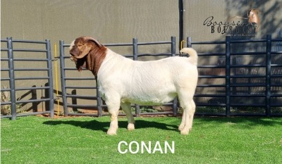 1X BOER GOAT BUCK BOOYSEN BDY