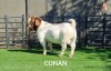 1X BOER GOAT BUCK BOOYSEN BDY - 2