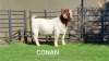 1X BOER GOAT BUCK BOOYSEN BDY - 3