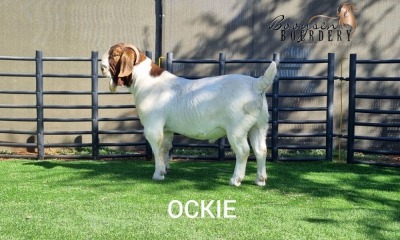 1X BOER GOAT BUCK BOOYSEN BDY