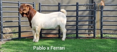 1X BOER GOAT BUCK BOOYSEN BDY