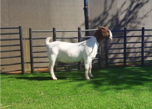 1X BOER GOAT DOE BOOYSEN BDY