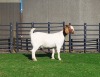 1X BOER GOAT DOE BOOYSEN BDY