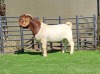 1X BOER GOAT BUCK BOOYSEN BDY