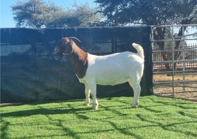 1X BOER GOAT DOE BOOYSEN BDY