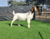 1X BOER GOAT DOE BOOYSEN BDY