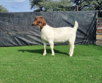 1X BOER GOAT DOE BOOYSEN BDY