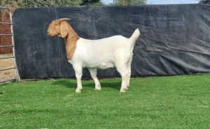 1X BOER GOAT DOE BOOYSEN BDY