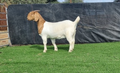 1X BOER GOAT DOE BOOYSEN BDY