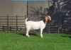 1X BOER GOAT DOE BOOYSEN BDY