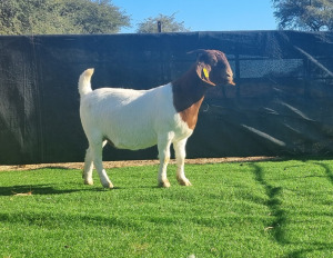 1X BOER GOAT DOE BOOYSEN BDY