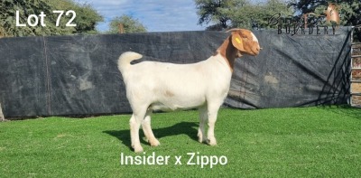 1X BOER GOAT DOE BOOYSEN BDY