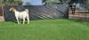 1X BOER GOAT DOE BOOYSEN BDY - 2