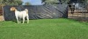 1X BOER GOAT DOE BOOYSEN BDY - 3