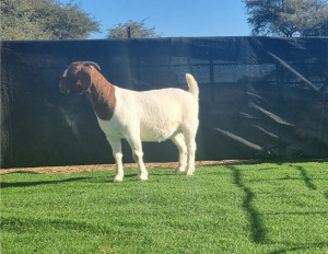 1X BOER GOAT DOE BOOYSEN BDY