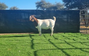 1X BOER GOAT DOE BOOYSEN BDY