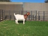 1X BOER GOAT DOE BOOYSEN BDY