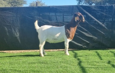 1X BOER GOAT DOE BOOYSEN BDY