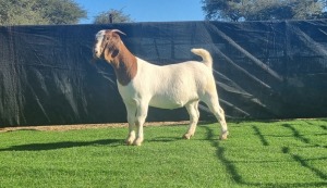 1X BOER GOAT DOE BOOYSEN BDY