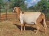 LOT 89 1X MEATMASTER OOI/EWE THABA MEATMASTERS - 3