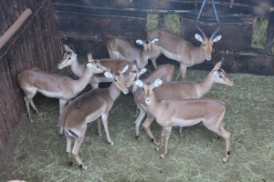 8X ROOIBOK/IMPALA M:1 V/F:7 DANIE GREEF GAME BREEDERS (Per Piece to take the lot/Per stuk om lot te neem)