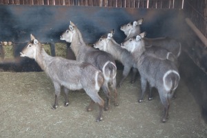 5X WATERBOK/WATERBUCK V/F:5 DANIE GREEF GAME BREEDERS (Per Piece to take the lot/Per stuk om lot te neem)