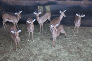 7X ROOIBOK/IMPALA M:7 DANIE GREEF GAME BREEDERS (Per Piece to take the lot/Per stuk om lot te neem)