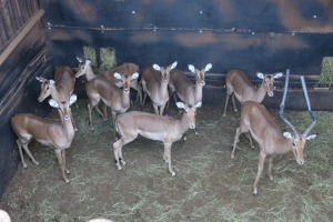 9X ROOIBOK/IMPALA M:1 V/F:8 DANIE GREEF GAME BREEDERS (Per Piece to take the lot/Per stuk om lot te neem)