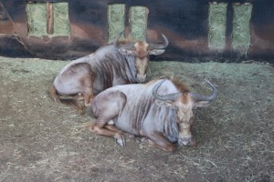 2X GOUE WILDEBEES/GOLDEN WILDE BEEST M:2 DANIE GREEF GAME BREEDERS (Per Piece to take the lot/Per stuk om lot te neem)