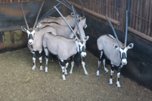 6X GEMSBOK/ORYX M:2 V/F:4 DANIE GREEF GAME BREEDERS (Per Piece to take the lot/Per stuk om lot te neem)