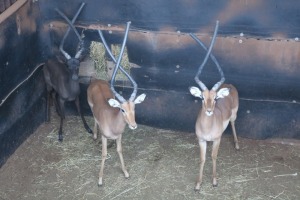 2X ROOIBOK/IMPALA M:2 DANIE GREEF GAME BREEDERS (Per Piece to take the lot/Per stuk om lot te neem)