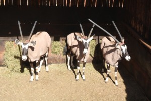 3X GEMSBOK/ORYX M: V/F:3 WILLEM VENTER (Per Piece to take the lot/Per stuk om lot te neem)