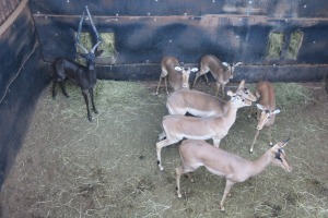 6X ROOIBOK/IMPALA V/F:6 DANIE GREEF GAME BREEDERS (Per Piece to take the lot/Per stuk om lot te neem)