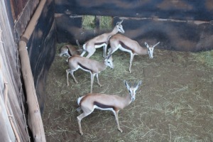 5X HARTWATER SPRINGBOK/SPRINGBUCK M:1 V/F:4 DANIE GREEF GAME BREEDERS (Per Piece to take the lot/Per stuk om lot te neem)